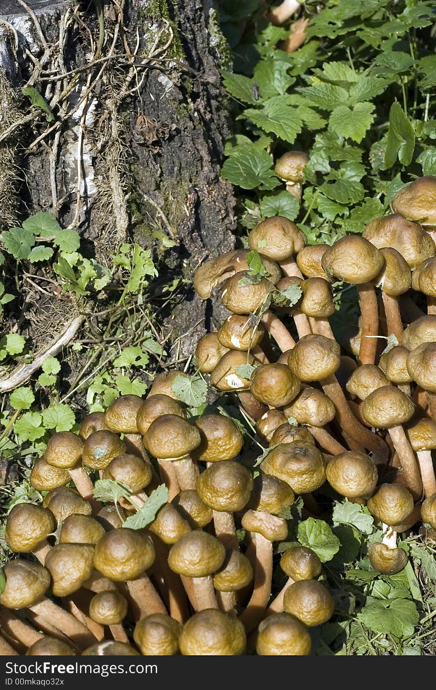 Autumn moshrooms in the field near old tree. Autumn moshrooms in the field near old tree