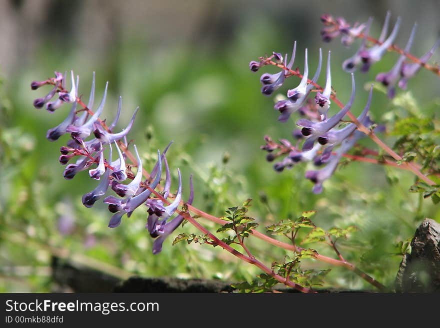 Purple blossom which shape like tadpolas. Purple blossom which shape like tadpolas