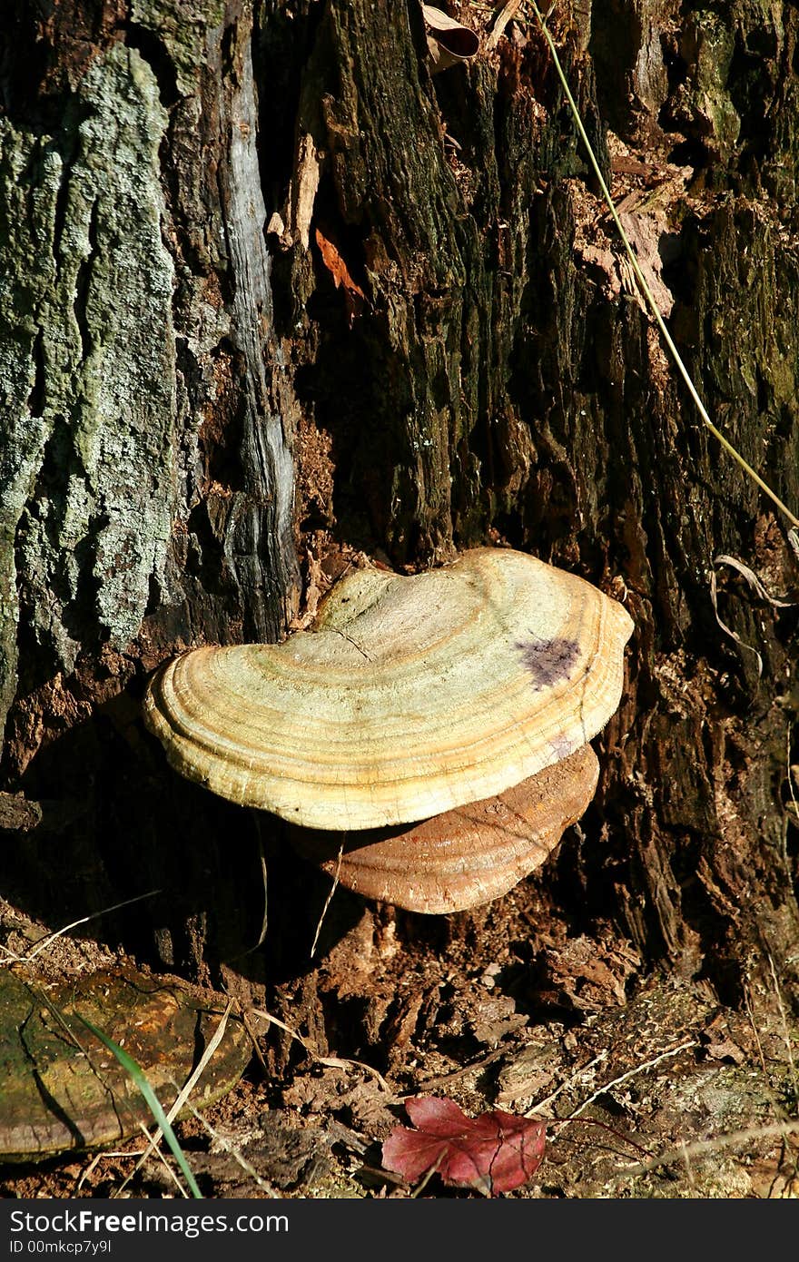 Tree Fungus