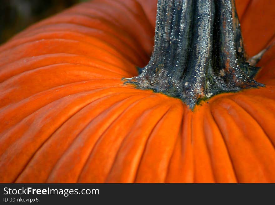 Pumpkin Close Up