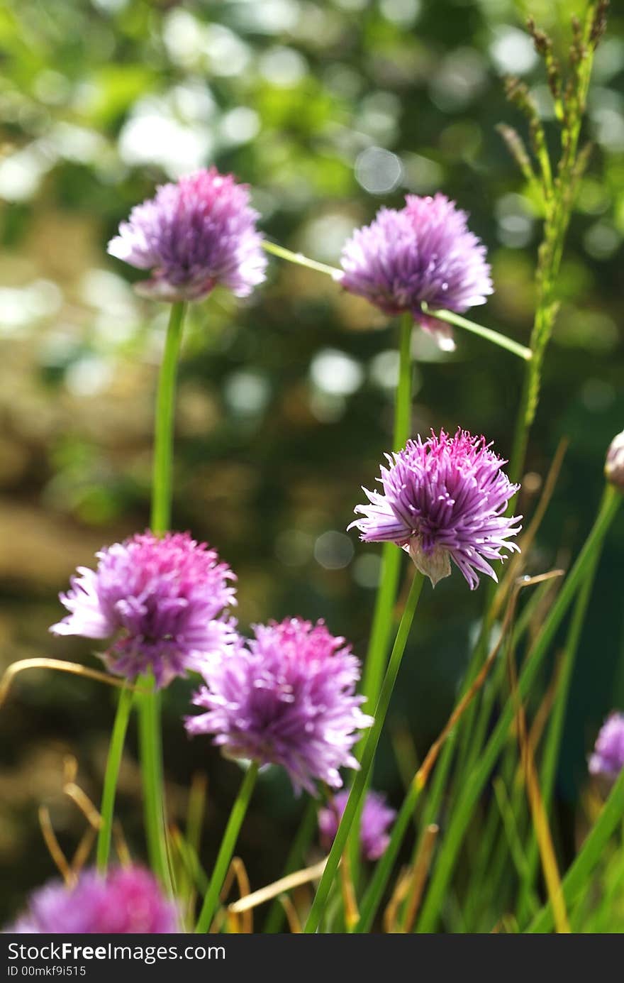 Mountain Flowers In Spring