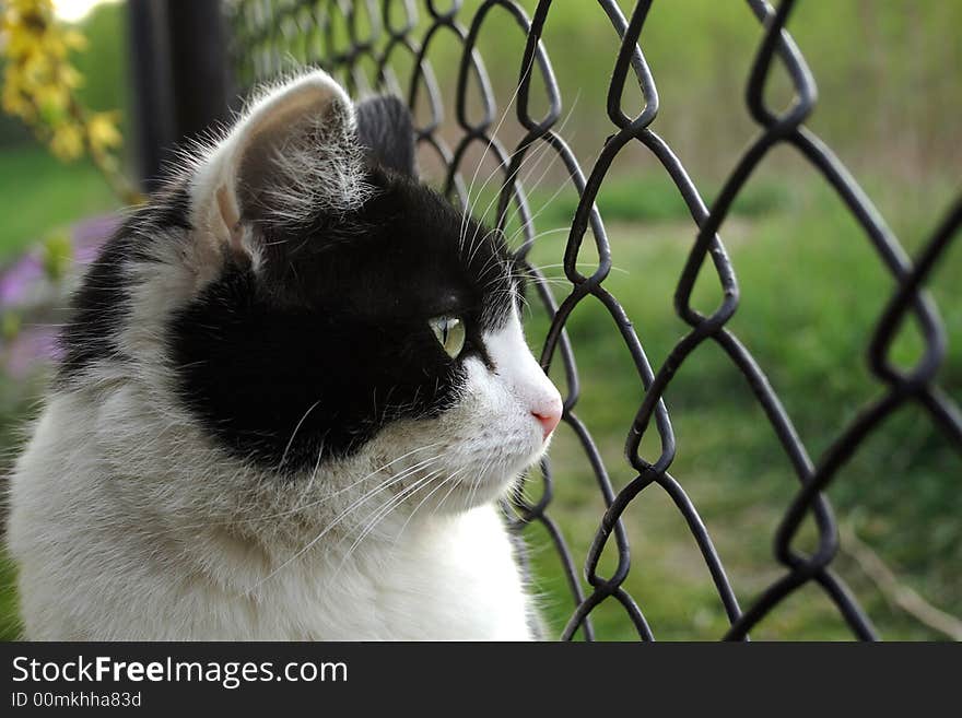 Domestic cat in the garden