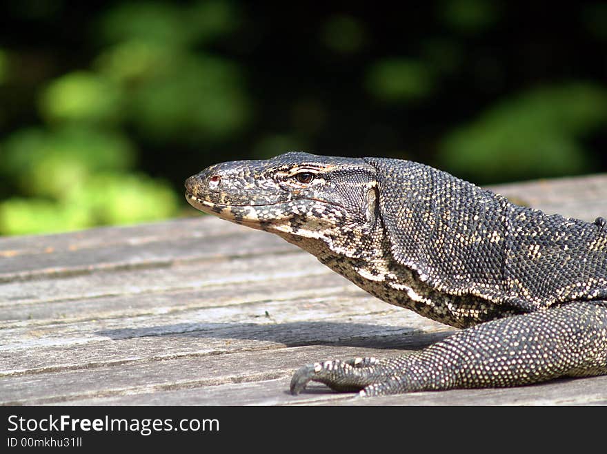 Water monitor lizard on wood