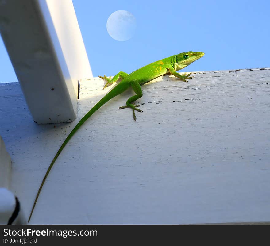 Green lizard with Fullmoon