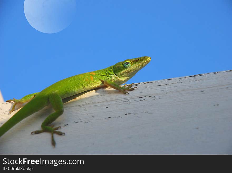 Lazy Anole