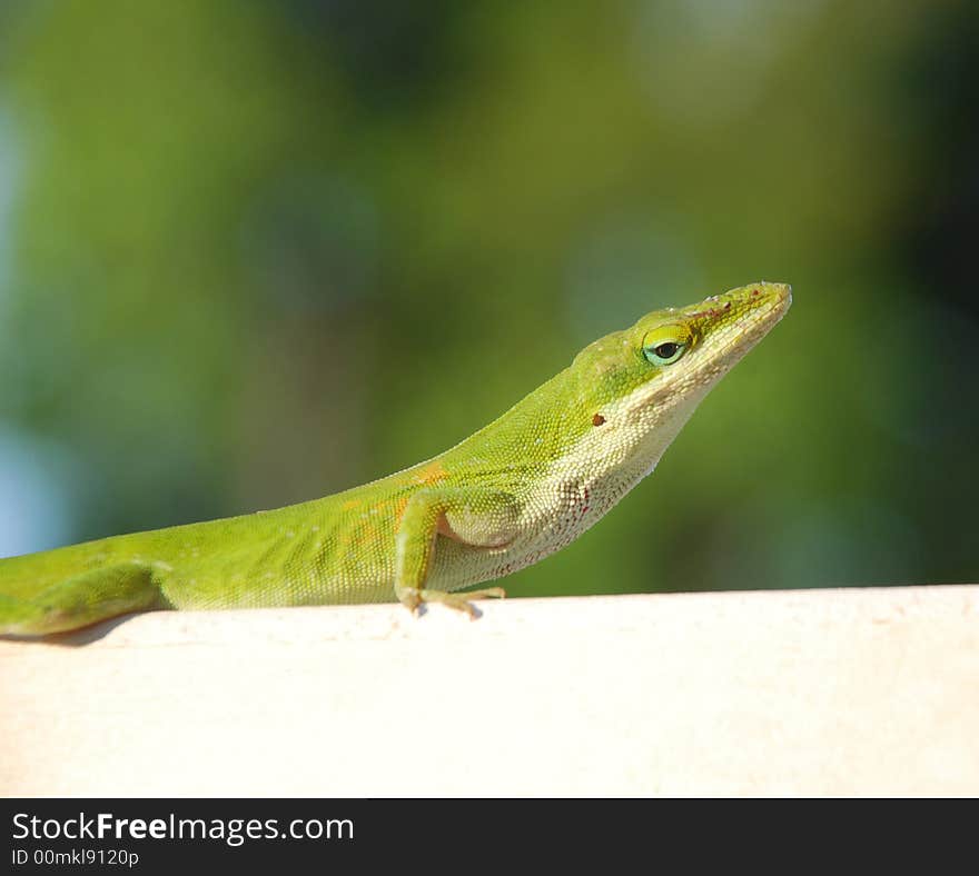 Green Anole Lizard