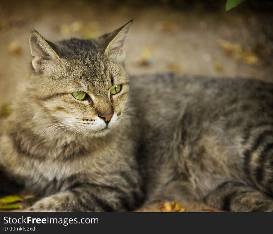 Out door photography of a cat