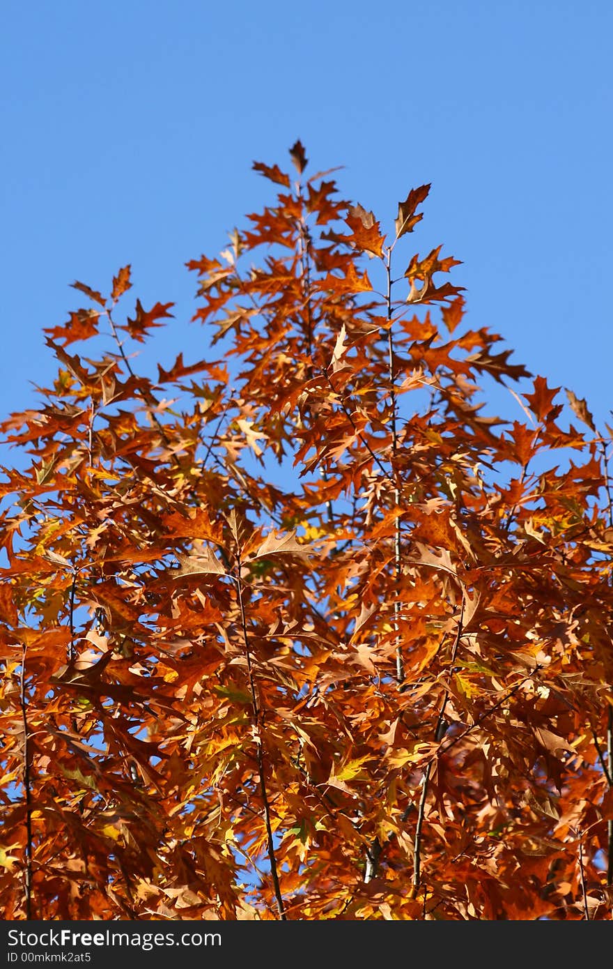 Red tree leaves in the country, autumn colors. Red tree leaves in the country, autumn colors