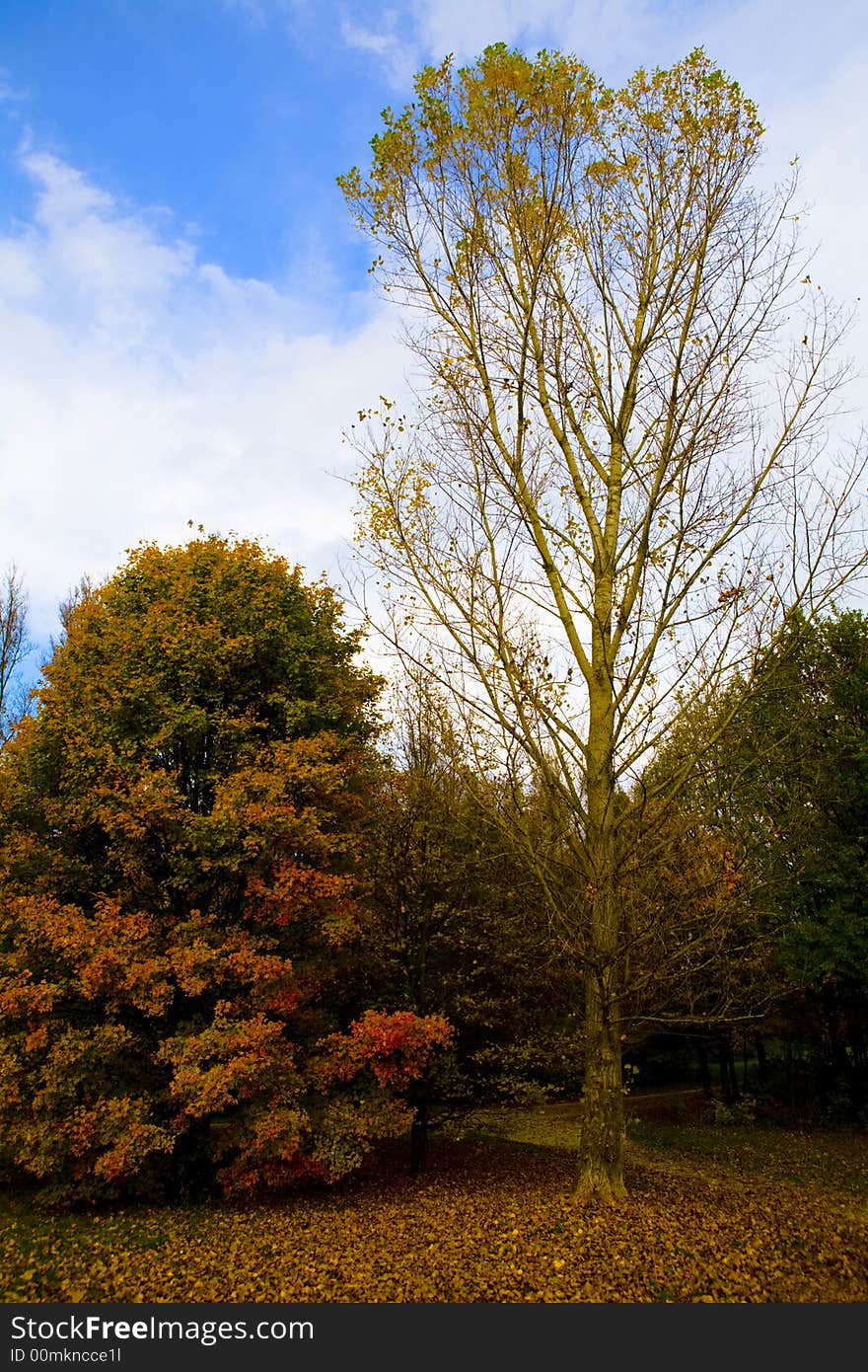 Tree,leaf,leaves,autumn,tall,short,season,fall,sky,bare,ladenevergreen,. Tree,leaf,leaves,autumn,tall,short,season,fall,sky,bare,ladenevergreen,