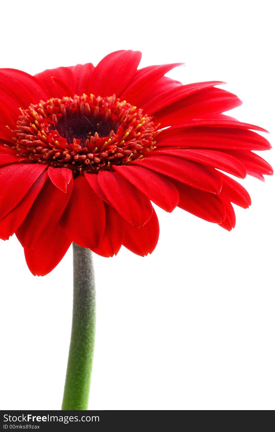 Red gerber flower against white background