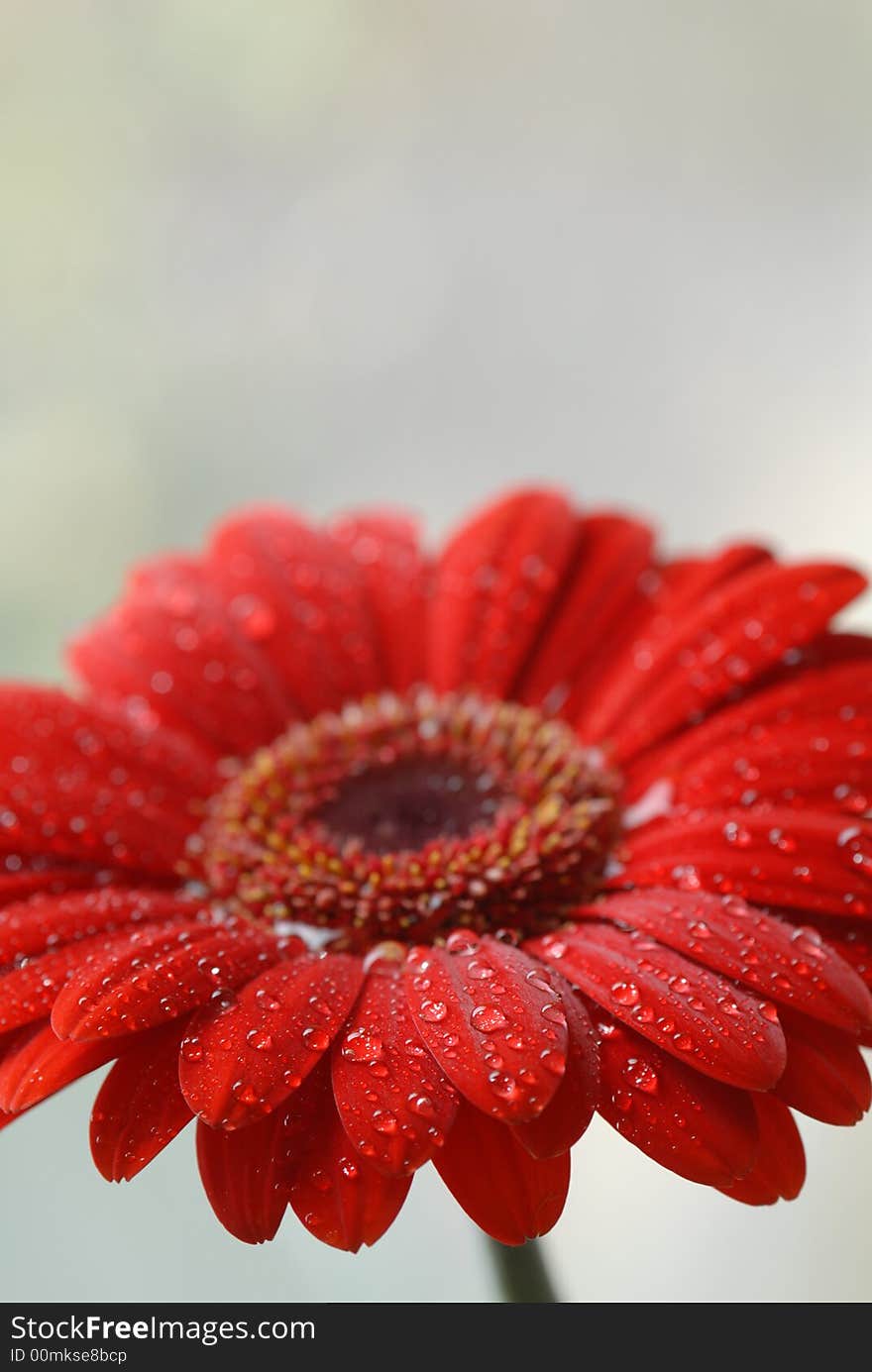 Water drops on red gerber