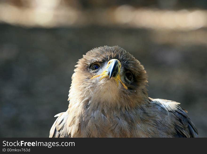 A Tawny Eagle that seemed to be pleading for me to take this photo. A Tawny Eagle that seemed to be pleading for me to take this photo.