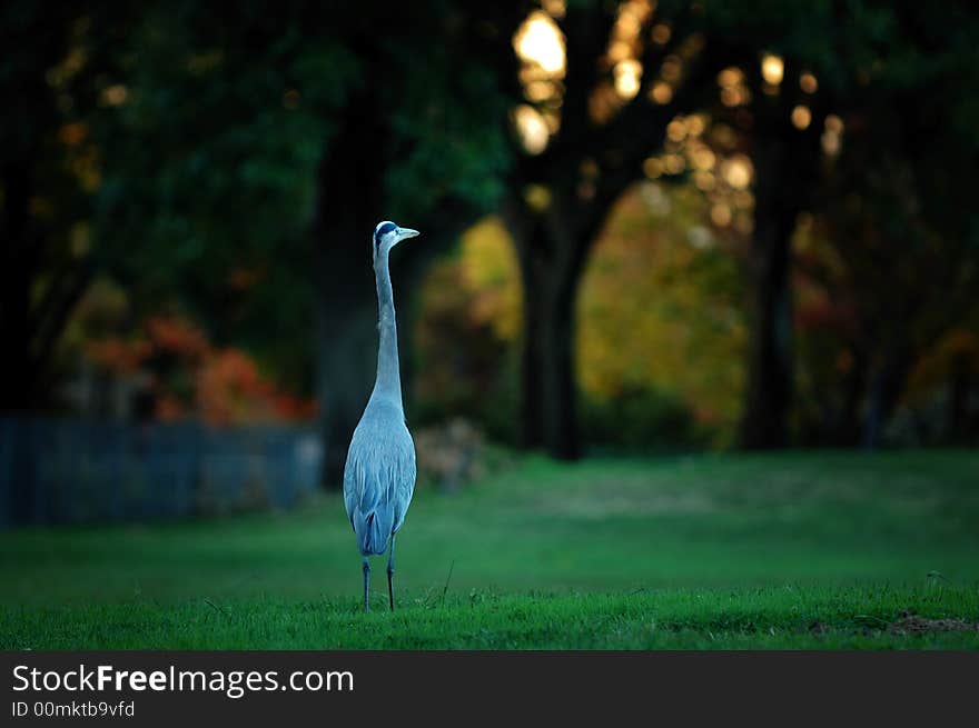 A Great Blue Heron in my courtyard