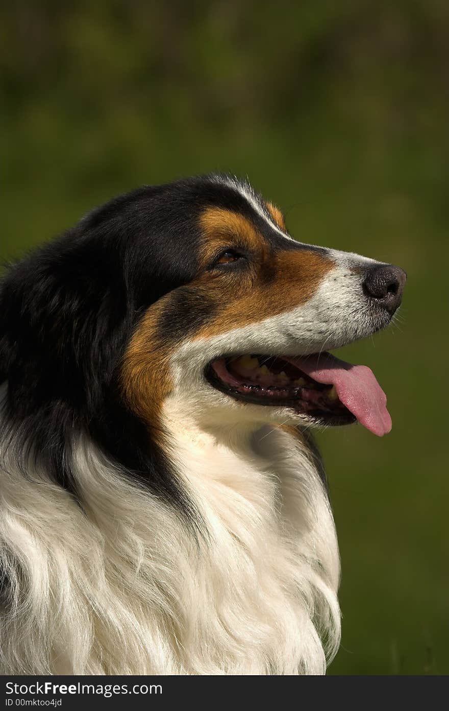 Brown, black and white, very nice lloking dog in profile, panting. Copyspace at top of image. Brown, black and white, very nice lloking dog in profile, panting. Copyspace at top of image.