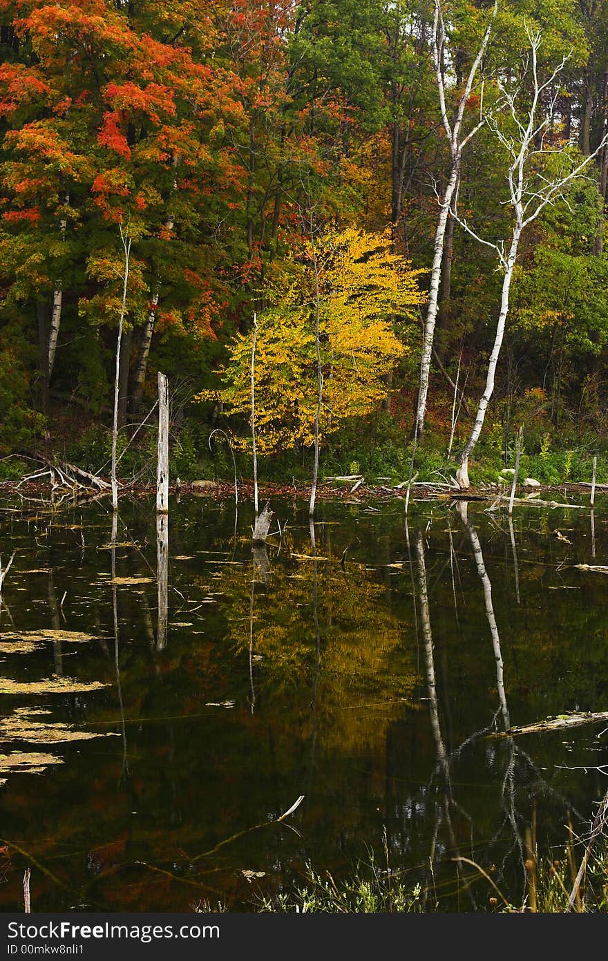 Reflections of trees with autumn colors in a pond. Reflections of trees with autumn colors in a pond