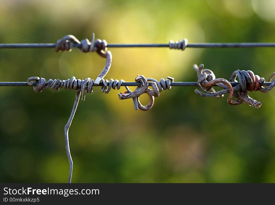 Grape Vines In the Morning Sun