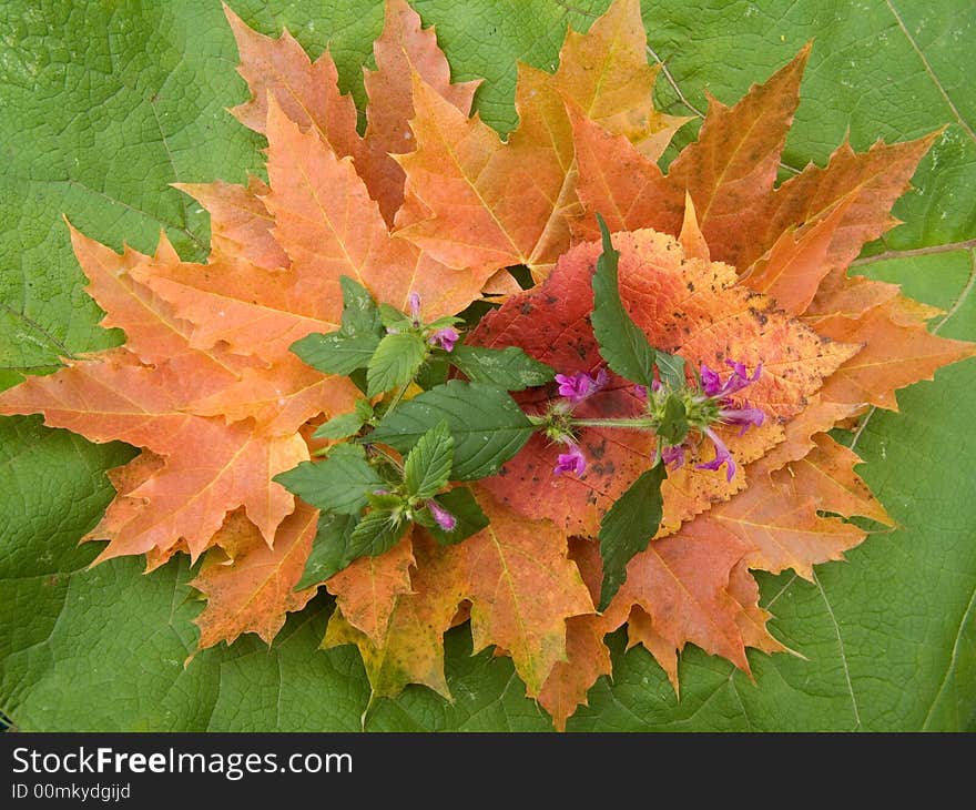 Autumn still life from leaves and flowers