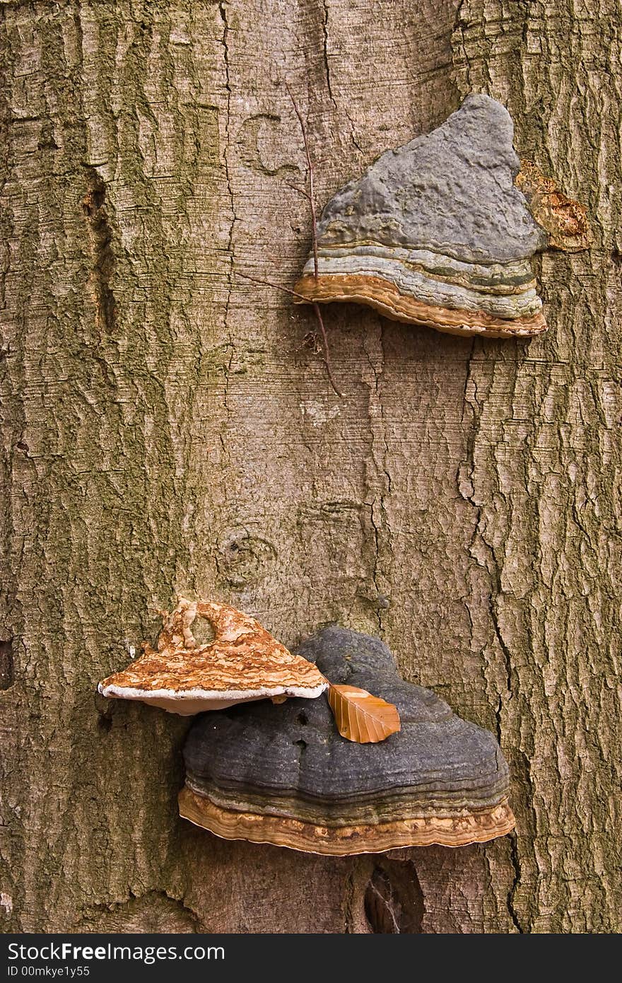 Three mushrooms growing on a tree trunk