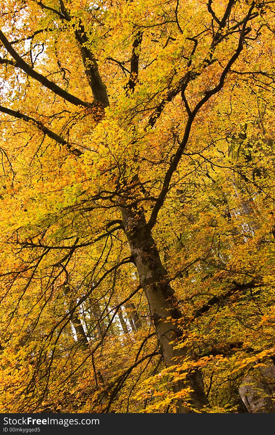 Bright yellow colored beech tree. Bright yellow colored beech tree