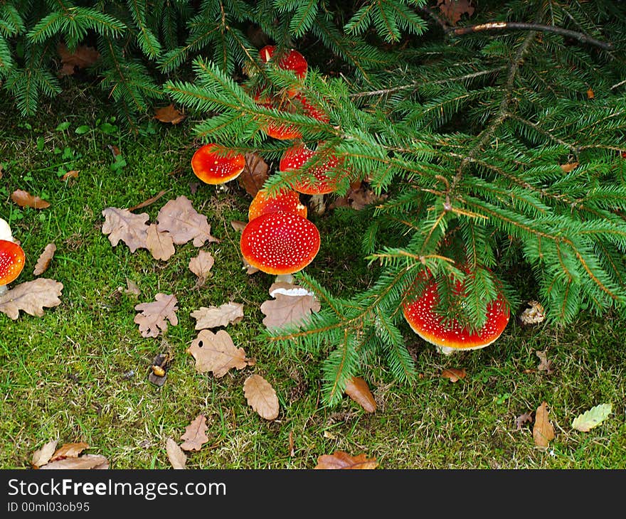 Red poisonous mushrooms in the forest