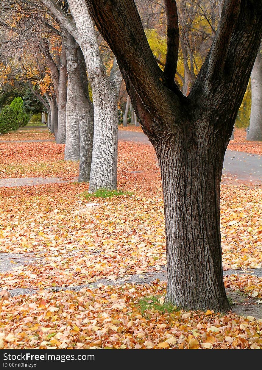 Towering trees in autumn with golden and orange leaves. Towering trees in autumn with golden and orange leaves