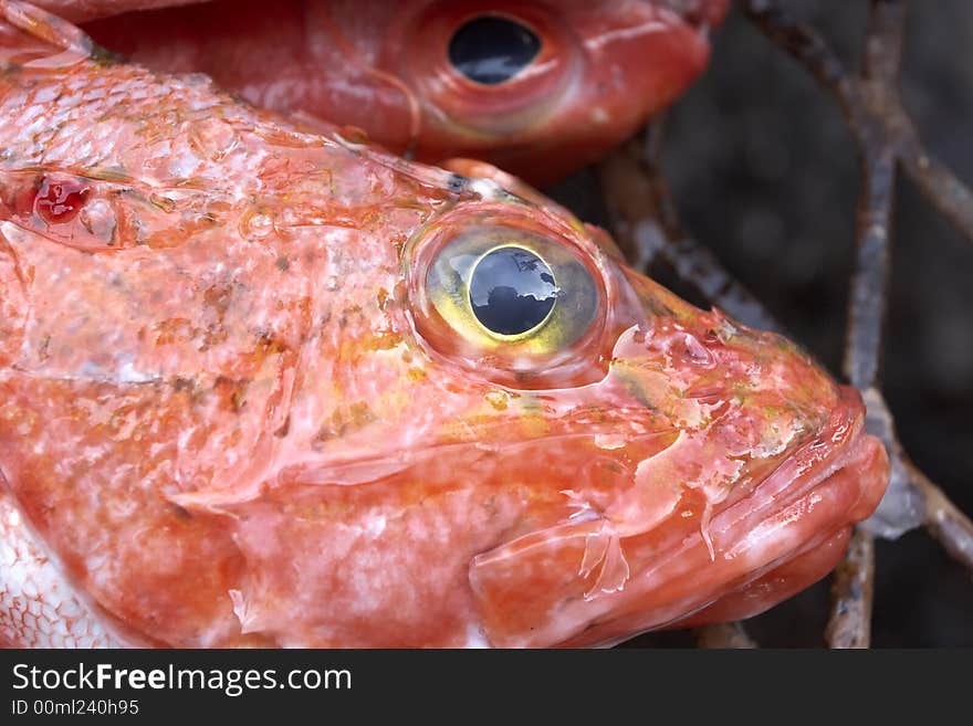 Rock Fish Closeup