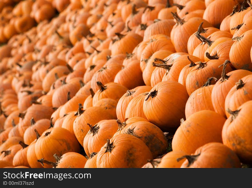 Row upon row of bright orange pumpkins. Row upon row of bright orange pumpkins.