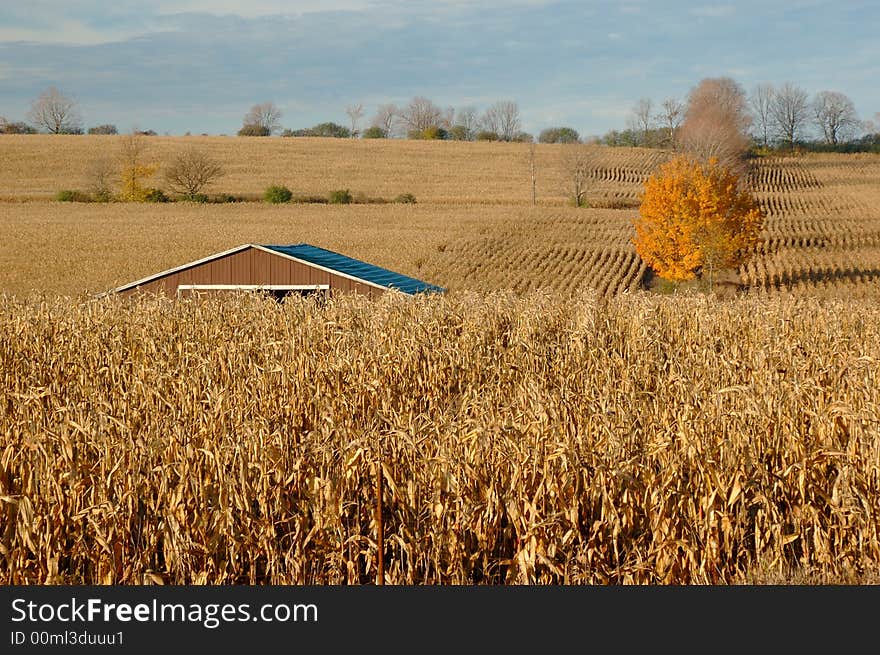 Corn plantation