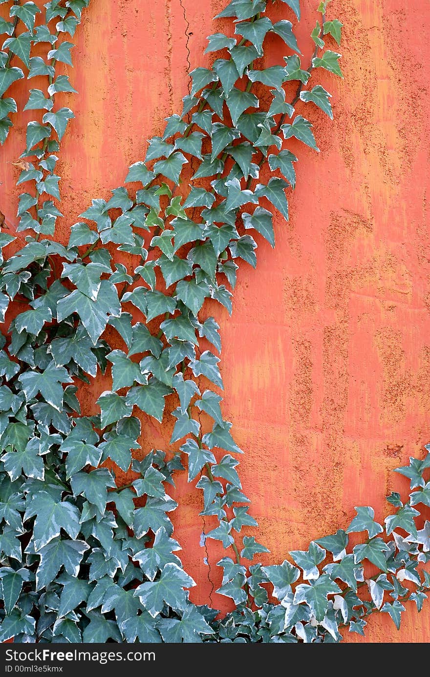 Ivy climbing on a textured bright colored wall. Ivy climbing on a textured bright colored wall