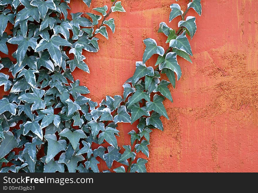 Ivy climbing on a textured bright colored wall. Ivy climbing on a textured bright colored wall