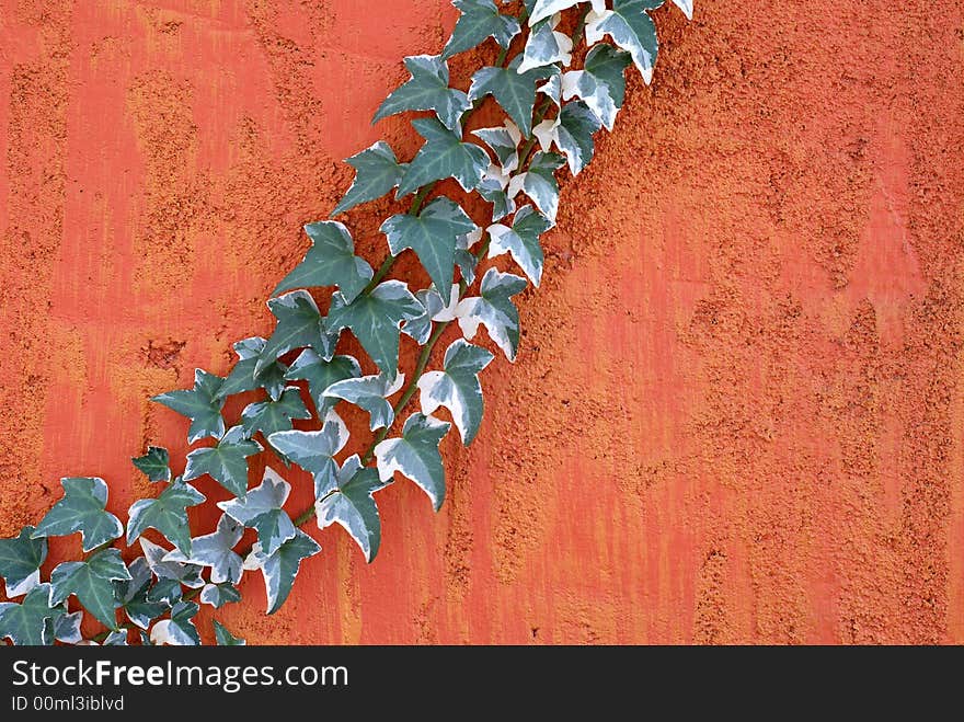 Ivy climbing on a textured bright colored wall. Ivy climbing on a textured bright colored wall