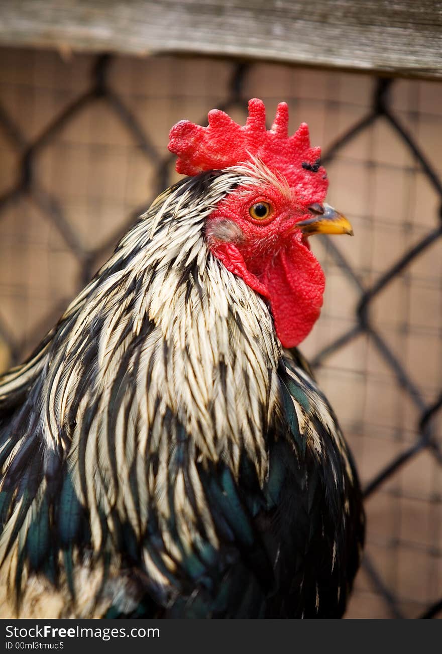 Head and chest portrait of a rooster.