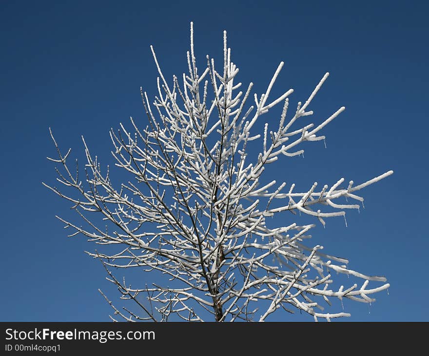 Fresh Snow On A Young Tree