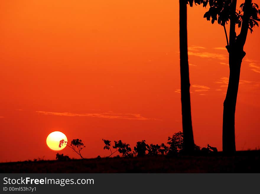 Silhouette of trees with sun setting on horizon. Silhouette of trees with sun setting on horizon.