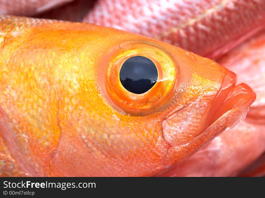 Nice detailed closeup of a fish eye