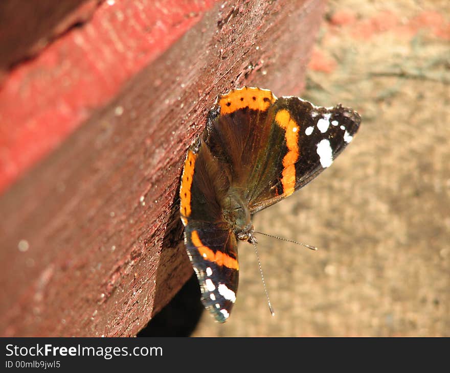 One beautyful butterfly (close-up)