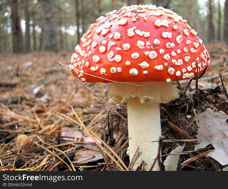 Young fly agaric in the forest. Young fly agaric in the forest