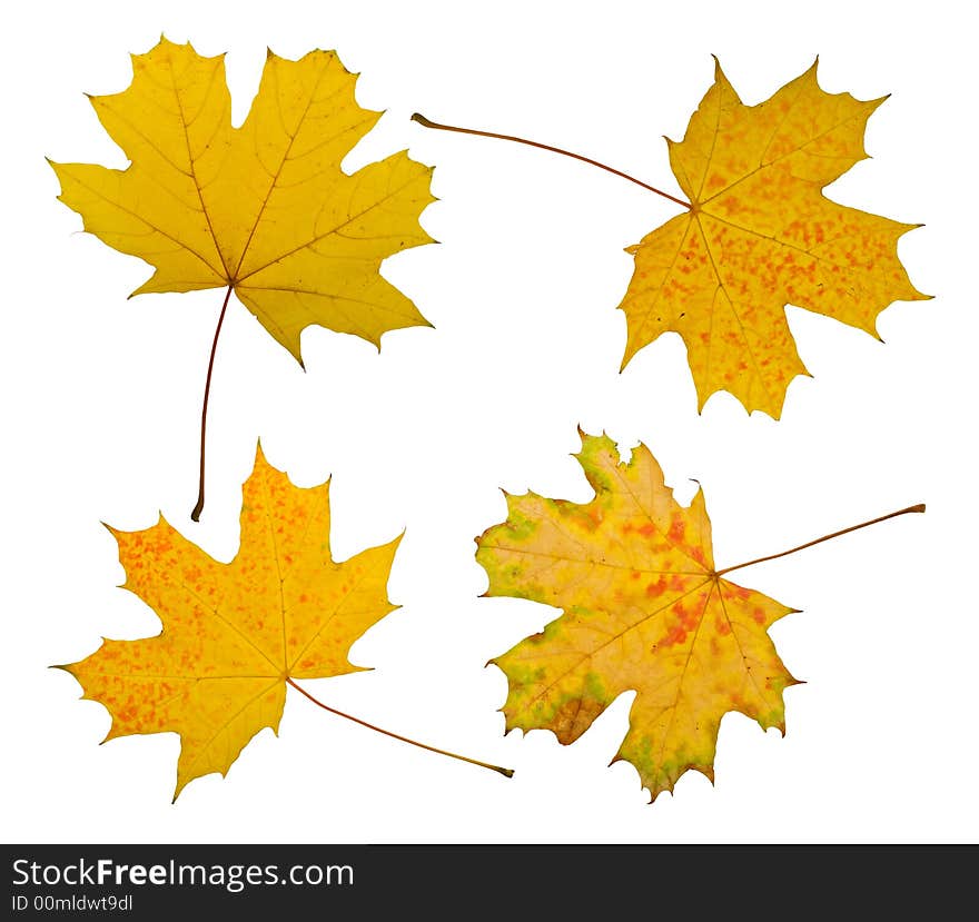 Maple Leaves Isolated On White