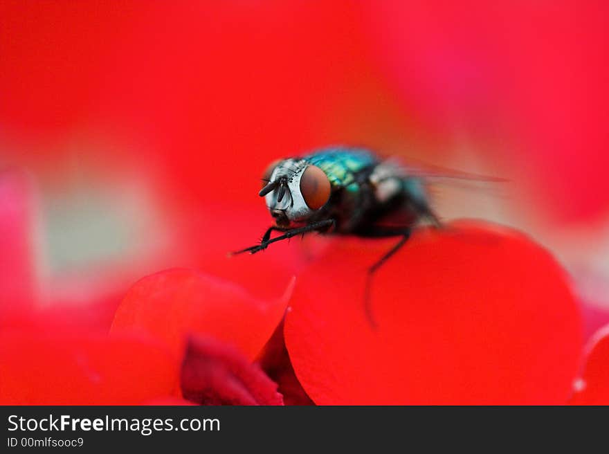 Close up of a fly surrounded by red flowers. Close up of a fly surrounded by red flowers