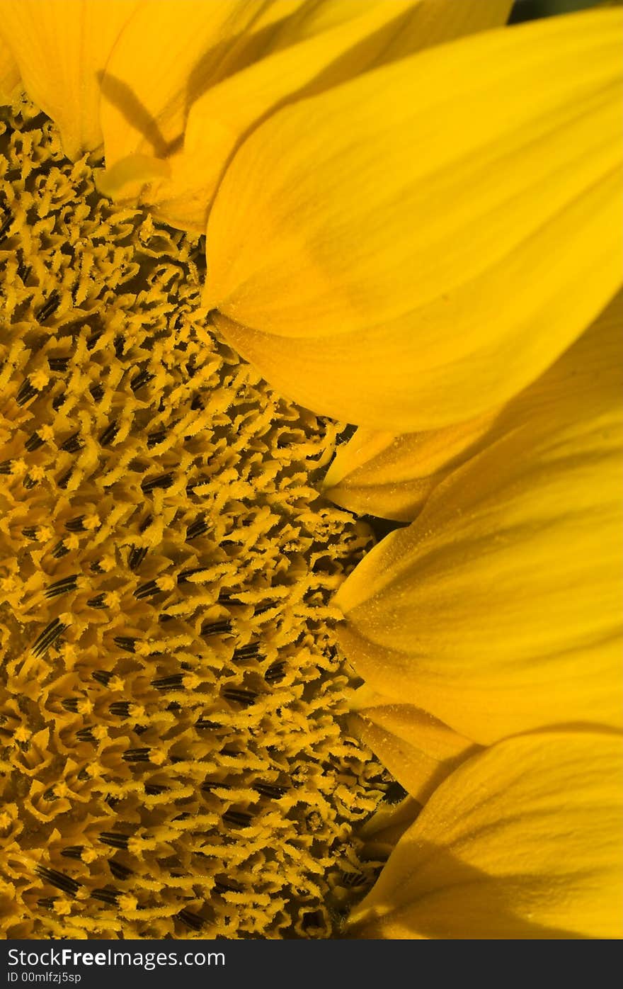 An extremely closeup picture of a wonderful sunflower. An extremely closeup picture of a wonderful sunflower