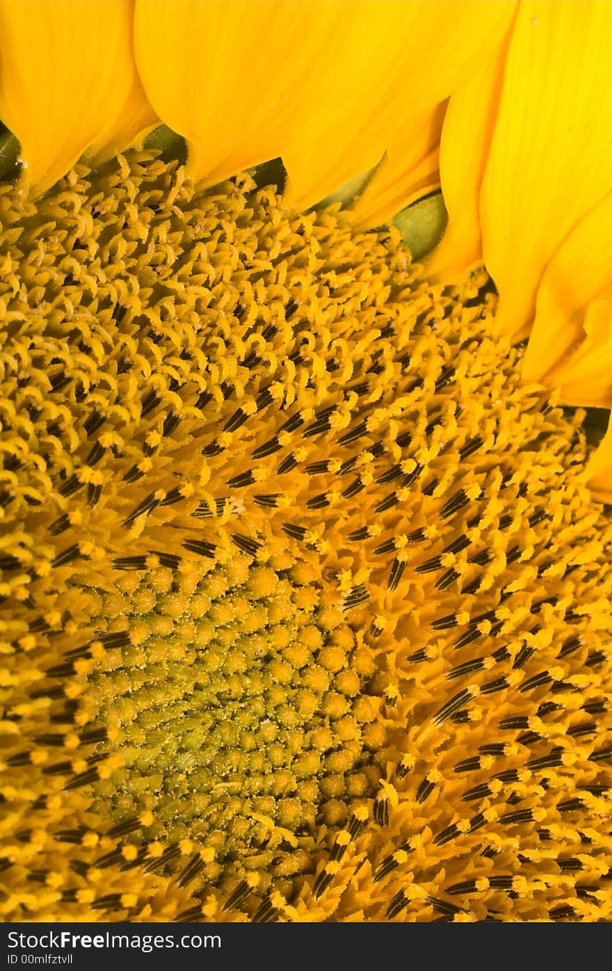 An extremely closeup picture of a wonderful sunflower. An extremely closeup picture of a wonderful sunflower