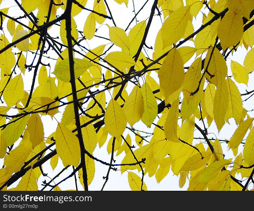 Image from season series: branch witch autumn leaves. Image from season series: branch witch autumn leaves