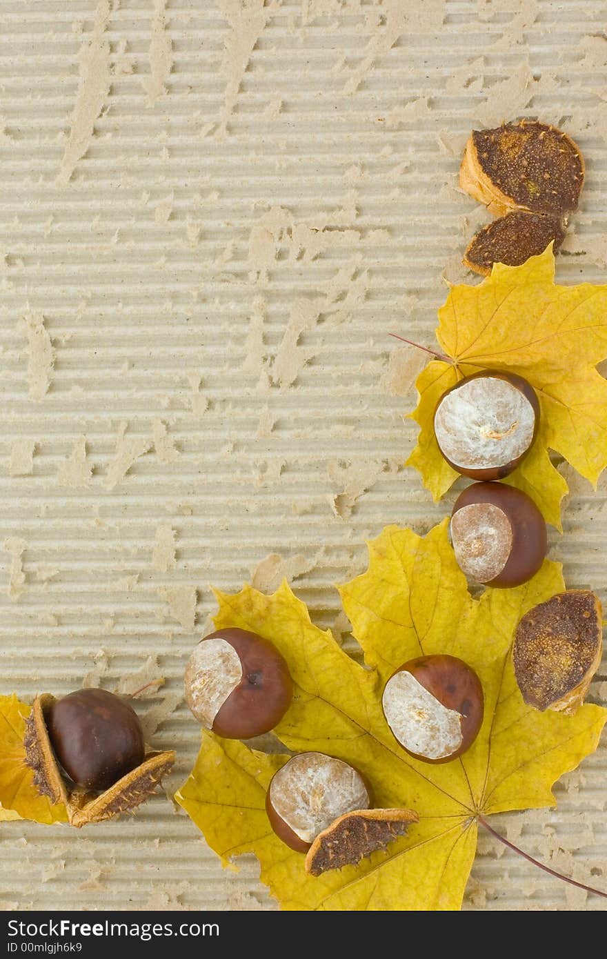 Autumn frame
maple leaves and chestnuts