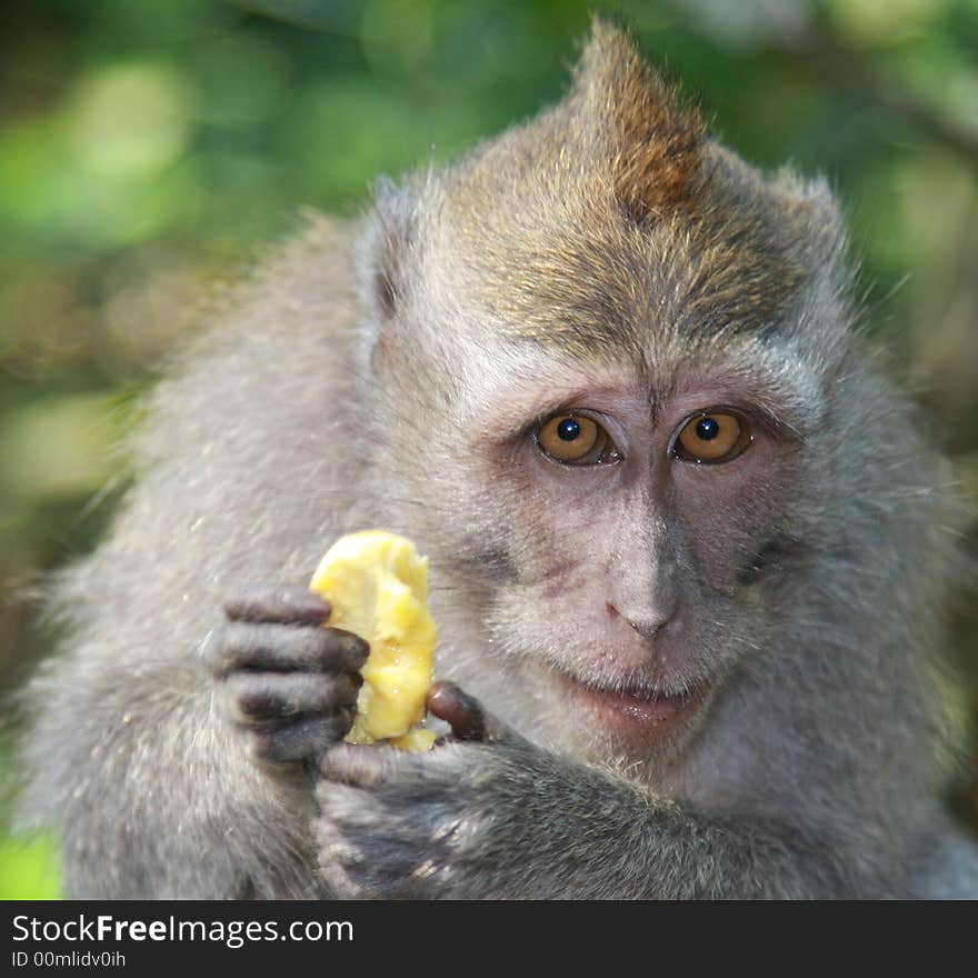 Touching monkey with banana sit for a portrait