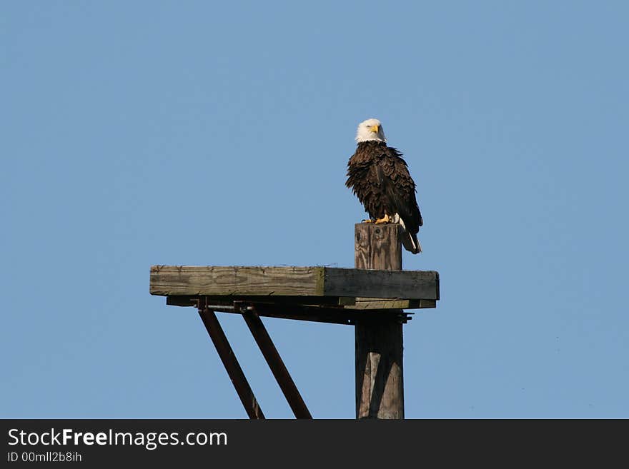 Bald Eagle watching the nest from a distance.