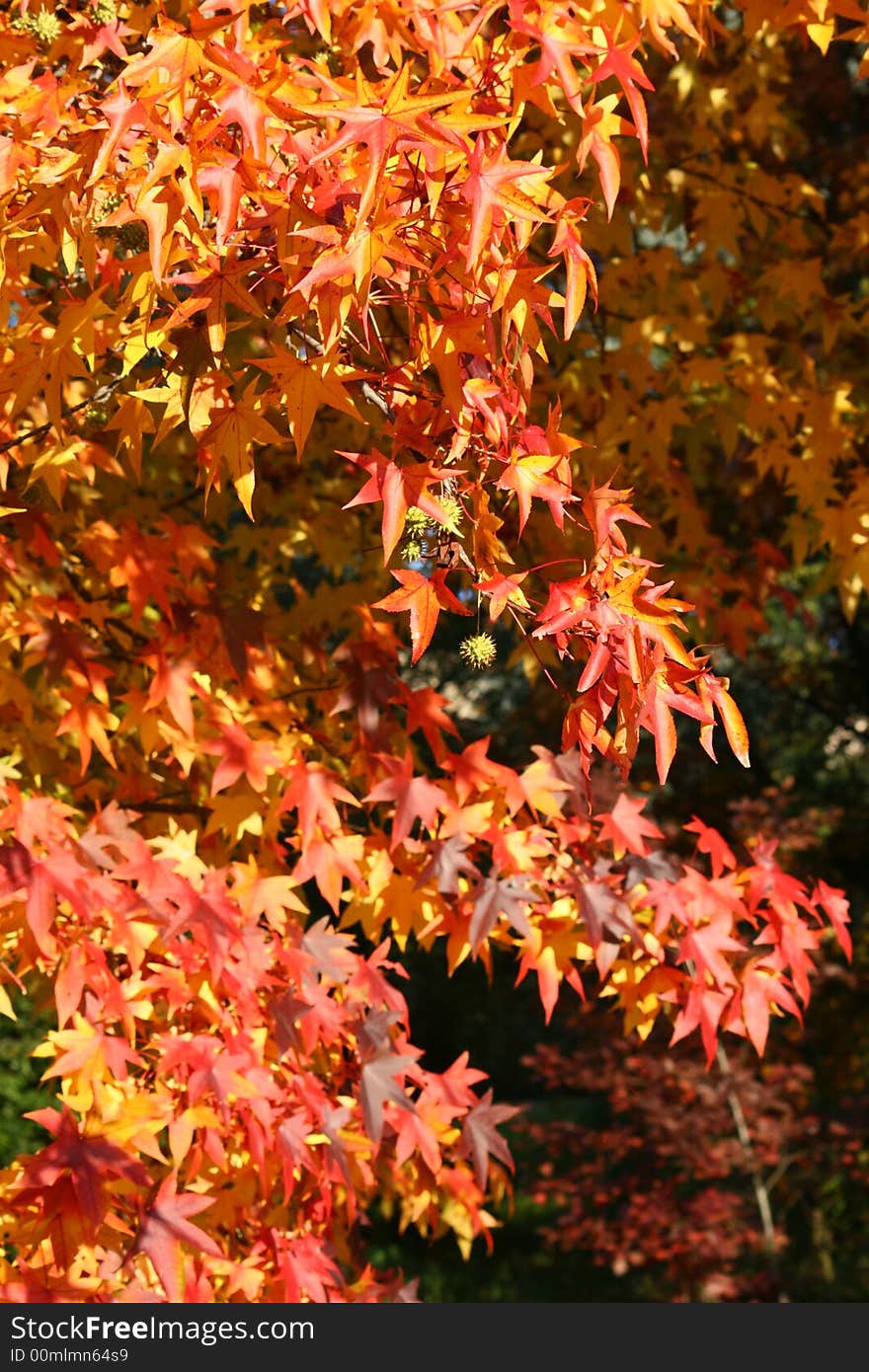 Red tree leaves in the country, autumn colors. Red tree leaves in the country, autumn colors