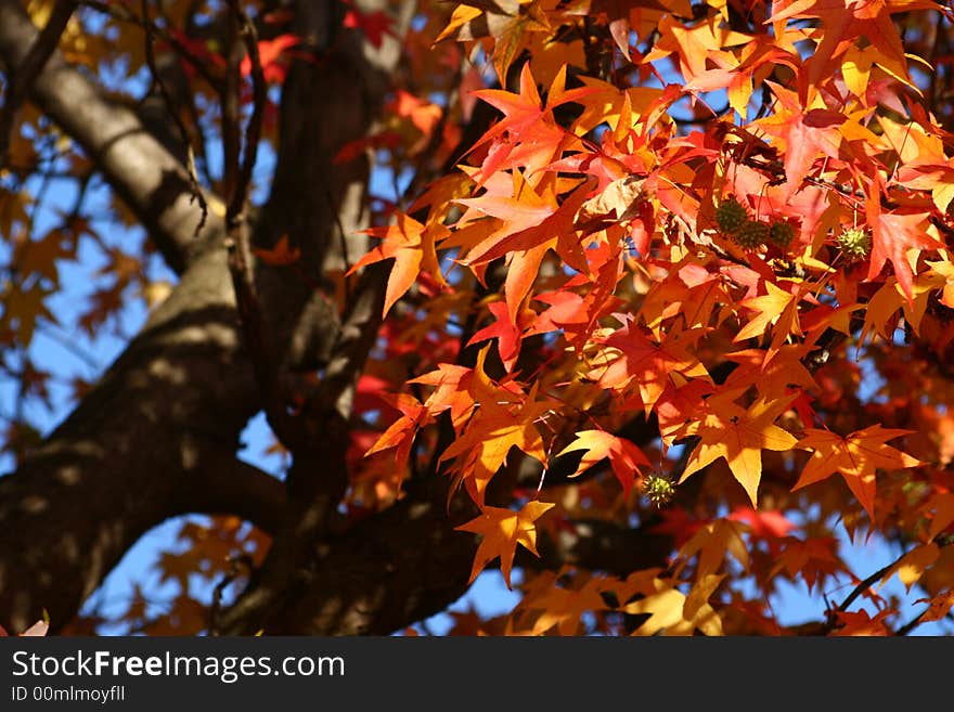 Red tree leaves in the country, autumn colors. Red tree leaves in the country, autumn colors