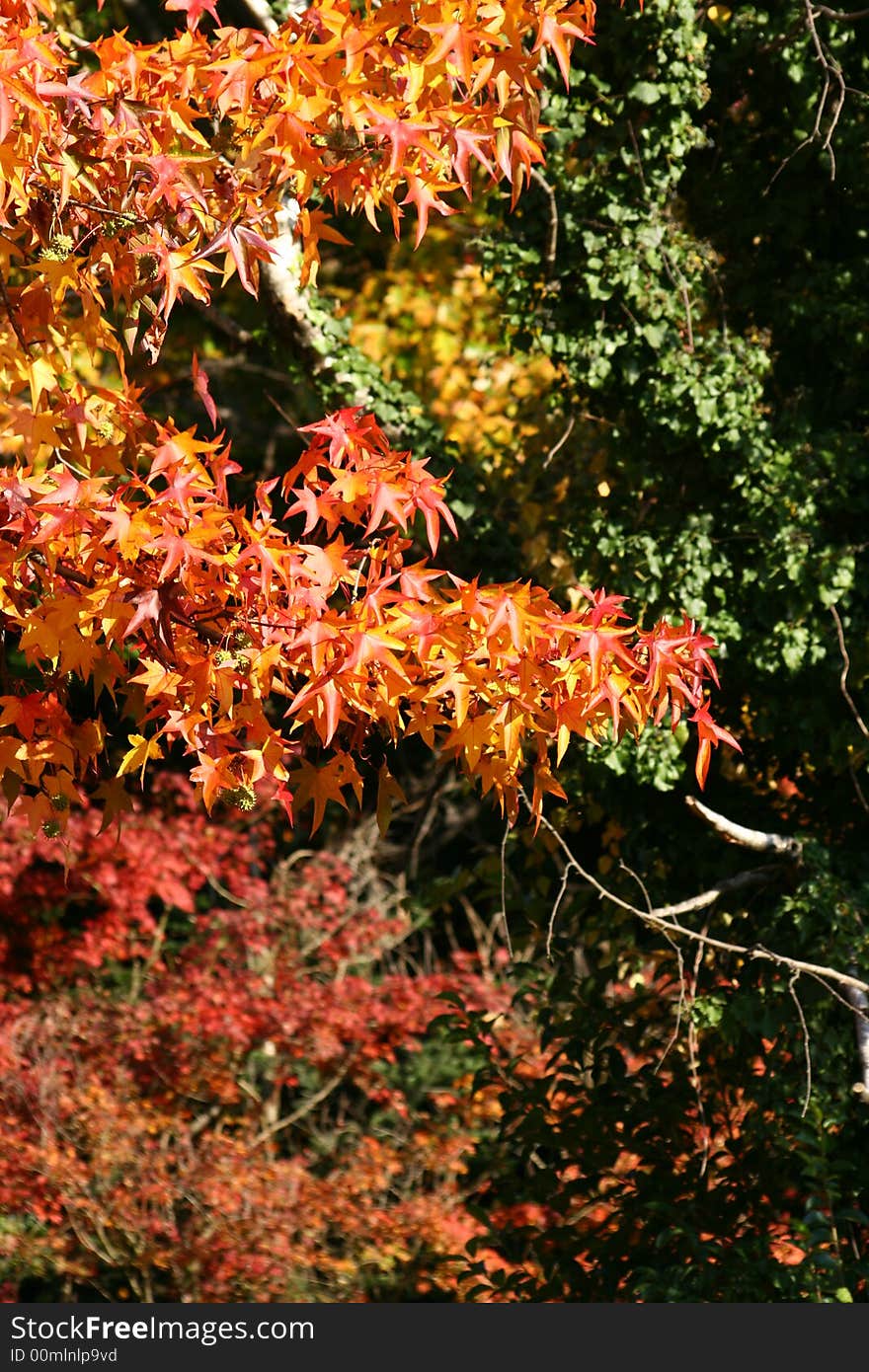 Red tree leaves in the country, autumn colors. Red tree leaves in the country, autumn colors