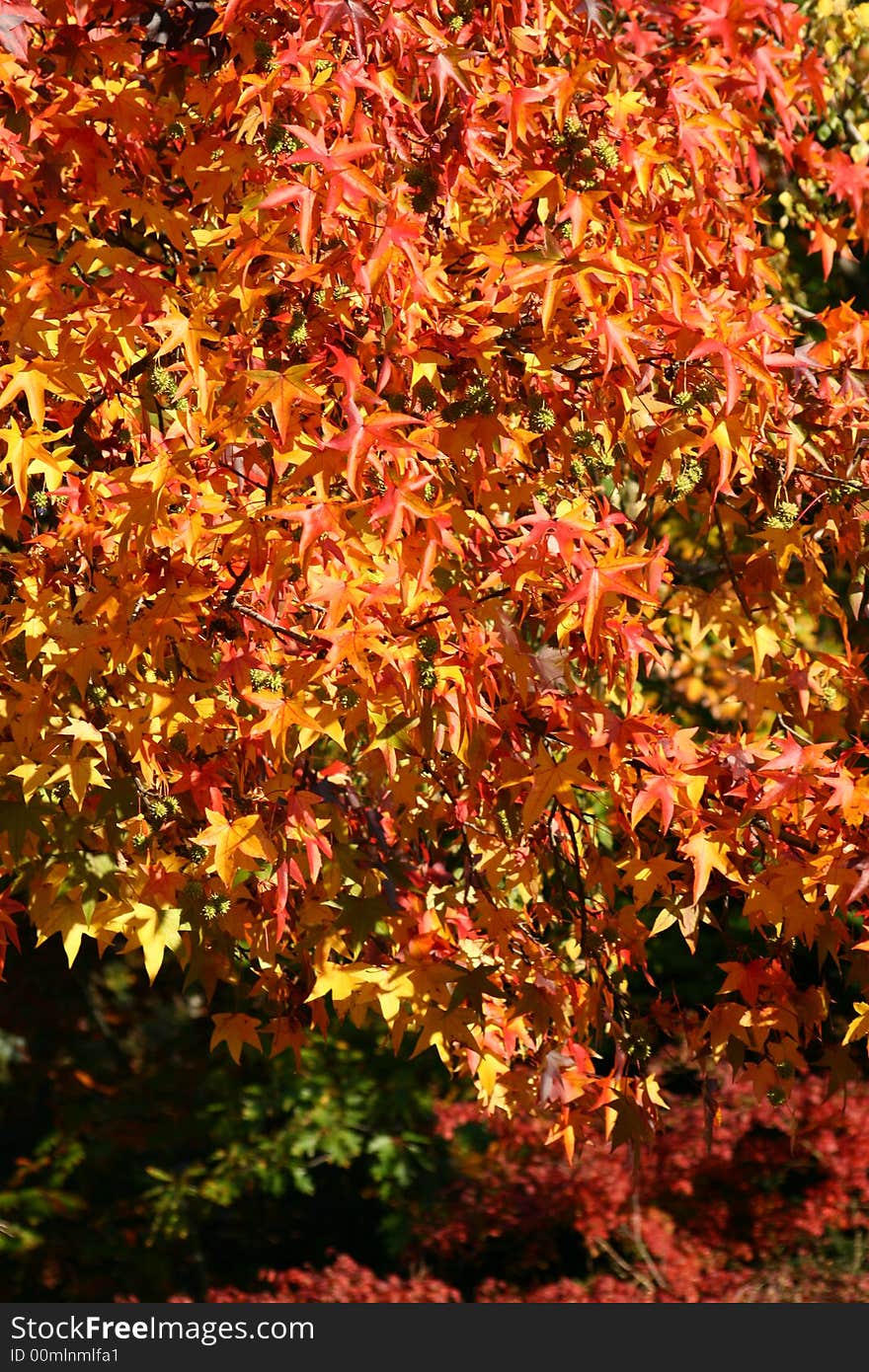 Red tree leaves in the country, autumn colors. Red tree leaves in the country, autumn colors