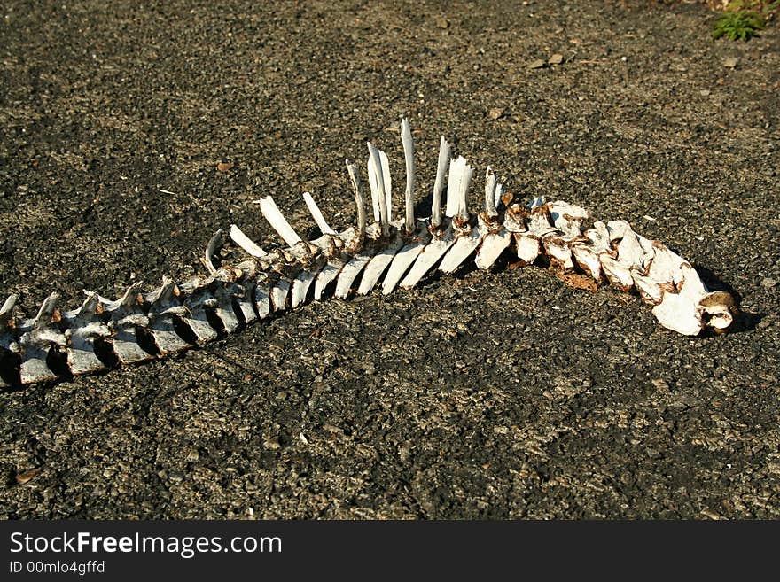 A Deer Spine on the ground